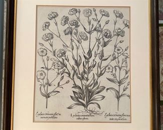 Engraving by Basil's Besler (1569-1629)