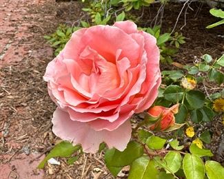 A Rose by any other name…