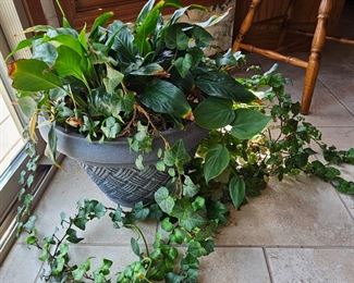 Ivy/Peace Plant!