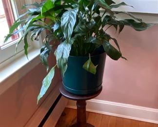 Plant Stand and Plant