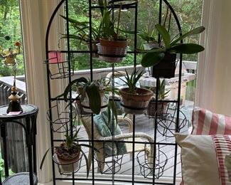 Orchid, plant, rack, orchid plants in Wolf of Connecticut pots