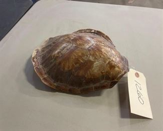 #1260 • Turtle Shell wall Decoration.