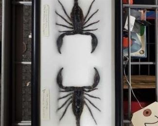 #2544 • Palamnaeus Fulvipes scorpions