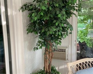 Ficus Tree