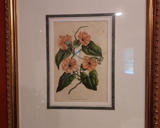 Origanal Botanical Print