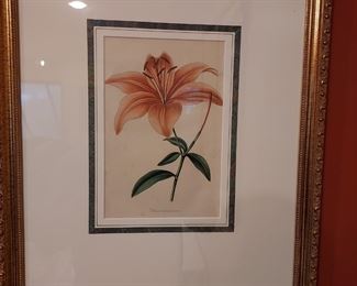 Original Botanical Print