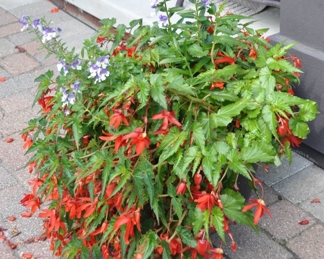 Faux Resin Planter 16" Diameter x 13"h with planted Flowers 35" Round x 31"h