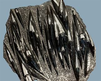 Large Orthoceras Fossil Plate