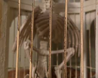 Skeleton Inside of Cage