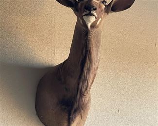 Taxidermy