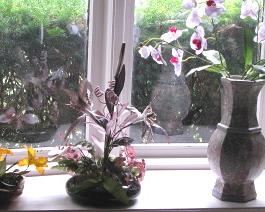 No Maintenance Plants