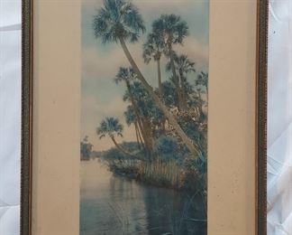 Harris Florida Palm Scene