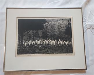 Richard Ehrlich sheep