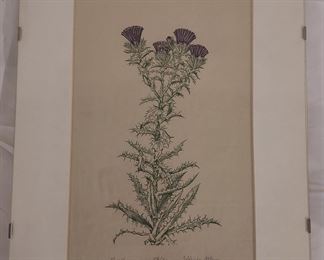 Elfriede Abbe thistle