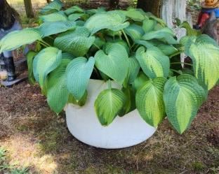 thumbnail 64a70f476c41c