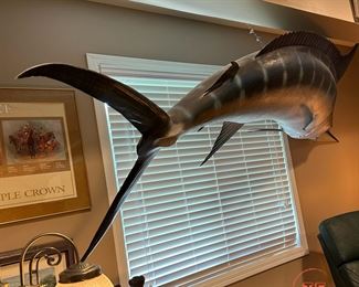Large Mounted Blue Marlin