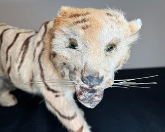 Real Fur Miniature Taxidermy Tiger
