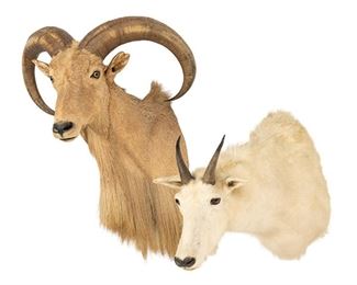 Taxidermy
