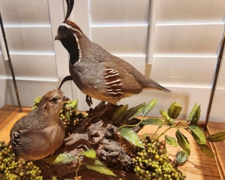 Quail Pair Taxidermy