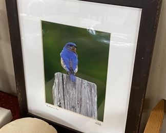 Bluebird on Post Photograph