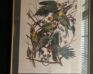 Hand colored bird print. Large