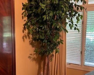 9 ft ficus tree
