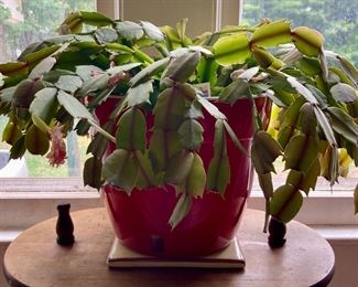 Antique wooden smoking station; Christmas cactus