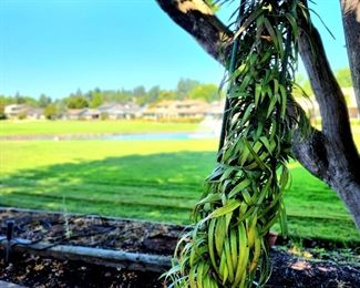 Potted Palm $69 or bid #7