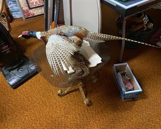 Beautiful pheasant  taxidermy. 