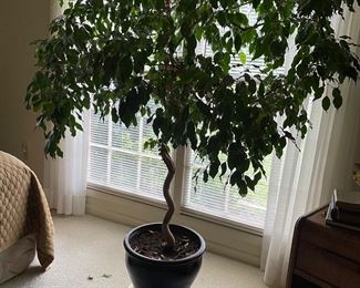 This is a live tree she’s had for many years. It is healthy and beautiful. Can’t remember what type!