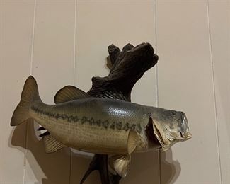 Fish trophy mounted