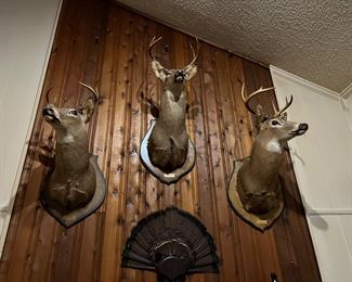 Three different mounted buck heads
