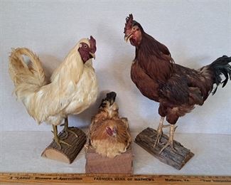 Taxidermy roosters, chickens