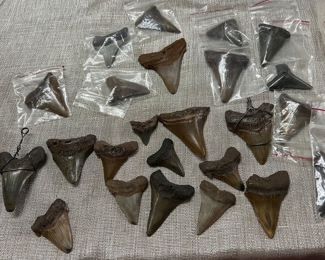 Shark teeth