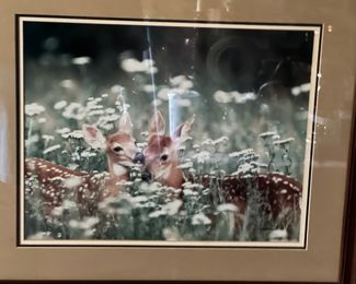 Photo of fawns - must see in person!