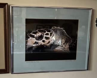 Photo of sea turtle - must see in person!