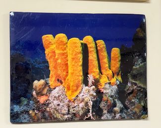 Photo of sponges - must see in person!