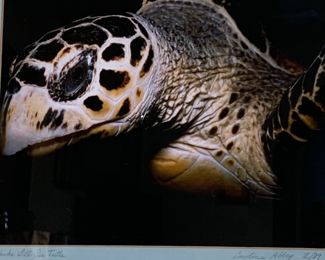 Photo of sea turtle - must see in person!