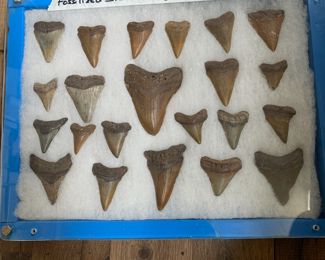 Shark and Megaladon teeth