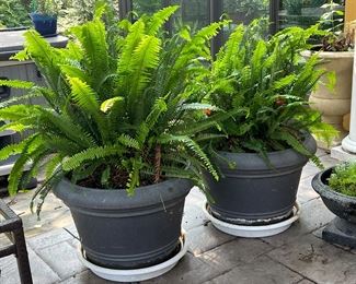 POTTED FERNS