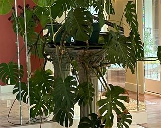 PHILODENDRON AND PEDESTAL