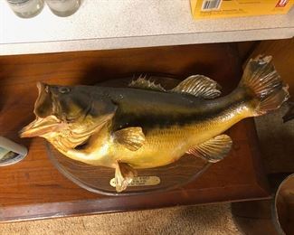 Vintage mounted bass taxidermy