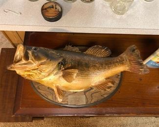 Vintage mounted bass taxidermy