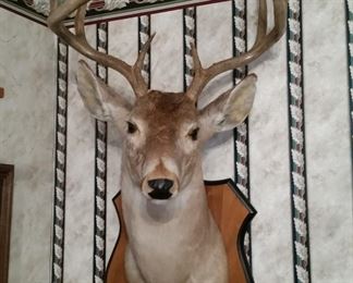 The second of two whitetail deer mounts