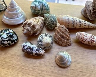 MISC SHELLS