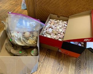 sea shells -4 large shoe boxes full