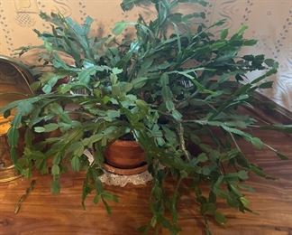 Beautiful Houseplants In Healthy Condition. Includes Christmas Cactus, Planters, Plant Stand