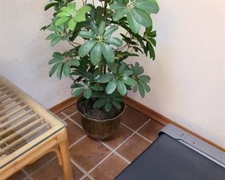 Four foot tall artificial plant in brass pot