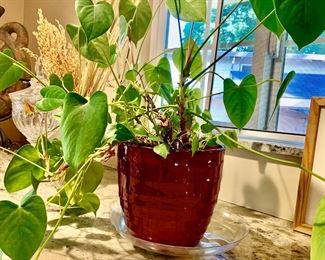 Heart Leaf Philodendron - Philodendron Hederaceum