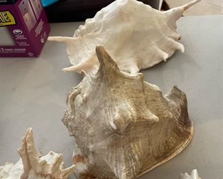 Assortment of Conch Shells